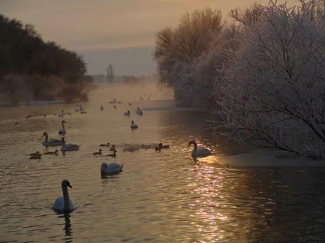 伊宁天鹅泉湿地公园：冬日里的生态诗画
