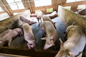 变异型非洲猪瘟开始流行，如果猪场出现这些症状就要注意了，关注图片