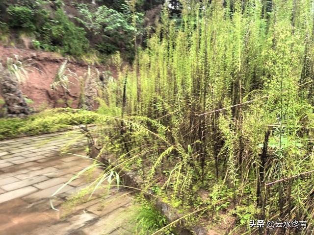 他在全国的5个墓，现在去过两个：“推敲”下安岳荒郊野外的这个