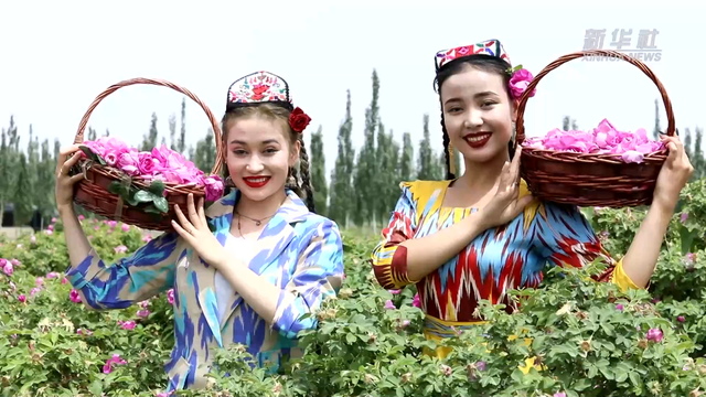 3046公里，她们用玫瑰锁住了塔克拉玛干