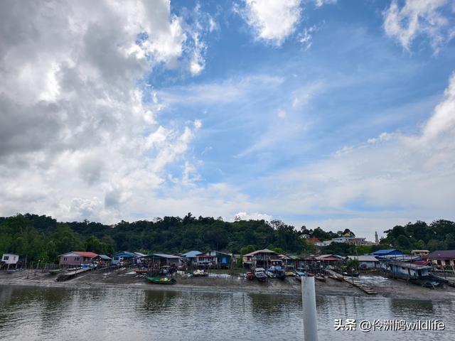 马来西亚(36)砂拉越州⑩峇哥国家公园夜间徒步体验