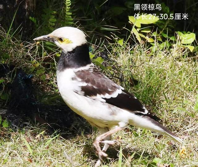 快乐的25/26深圳湾候鸟季