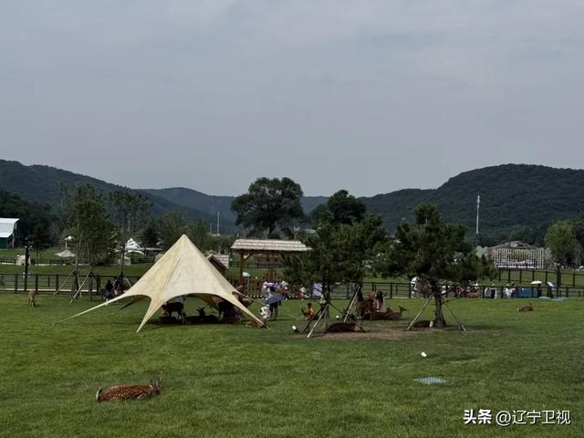 沈阳周边隐藏的“小阿勒泰”!市内出发一小时直达的云端秘境,还有高山草甸+萌宠乐园
