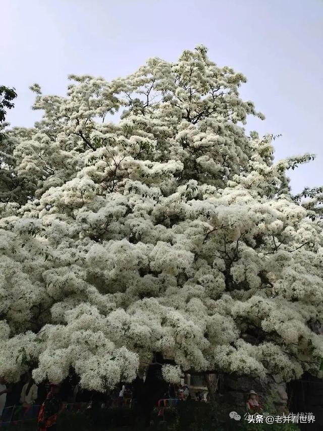 看流苏花到戴庄 || 胡成江