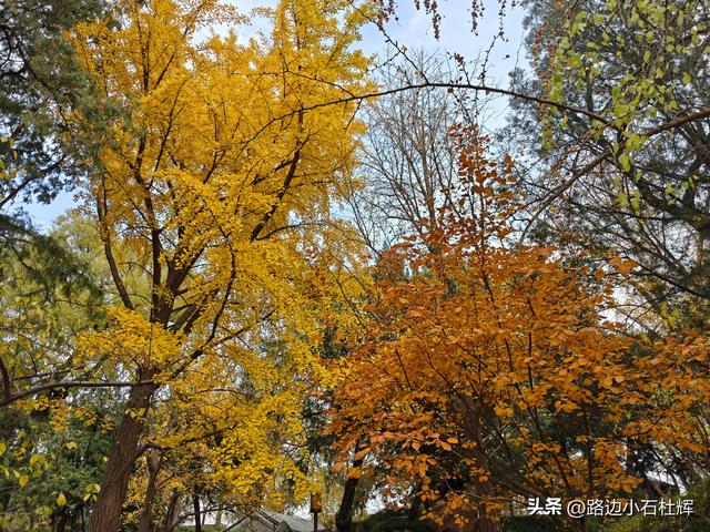 从童年嬉闹到诗意园林——一个北京土著的北海公园记忆