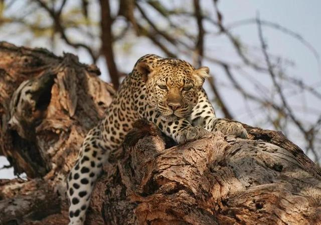 从9万到10万！肯尼亚凭啥成春节新顶流？三大原因让游客说走就走