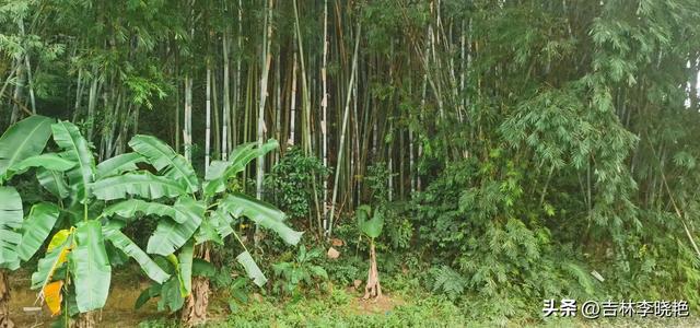 飞放,飞放,飞放心情一一黄埔麦村冬一日