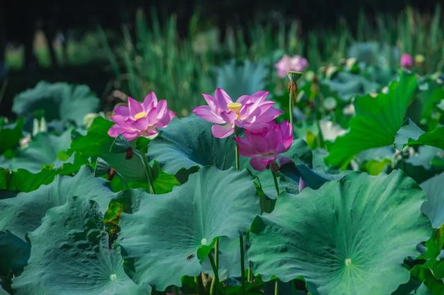 三板溪公园荷花盛开，来两江新区捕捉这份夏日限定美景