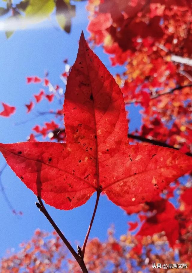 昆明西山绝美“枫”景上线!200亩的红叶秘境已进入最佳观赏期