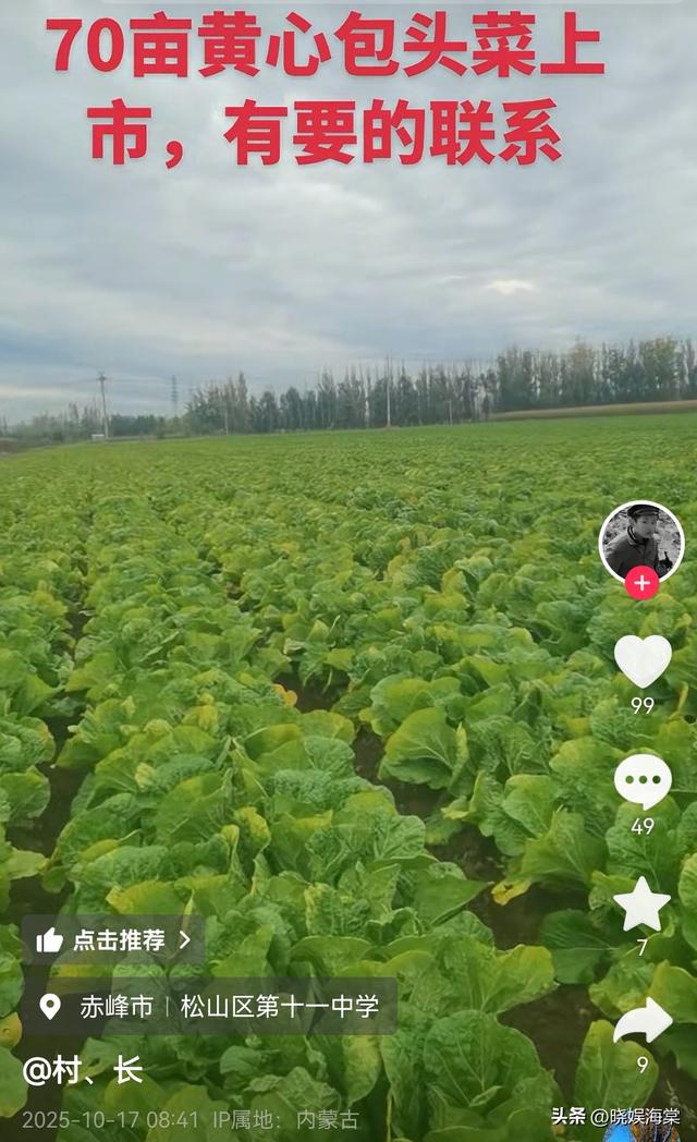 200亩白菜遭哄抢后续：损失超百万，菜农发声，更过分的还在后面