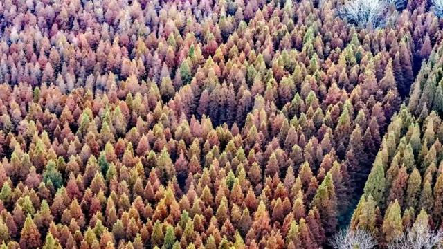 “焦糖色秘境”上线！超级出片！日照这里错过再等一年！