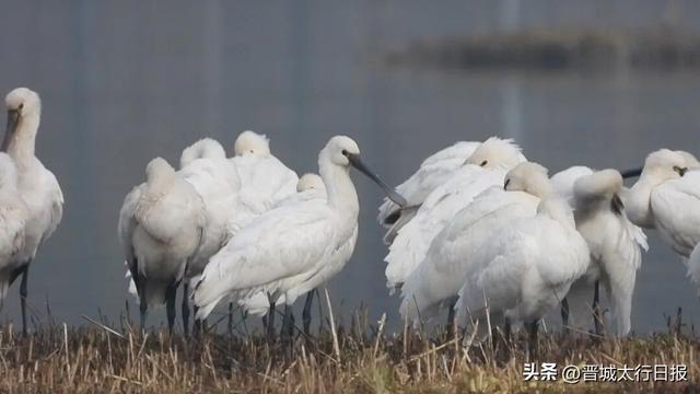 晋城变身“候鸟天堂”，一起来文明观鸟～