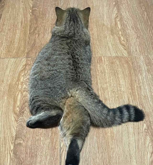女儿吐槽妈妈太惯猫了，点开前：能惯成啥样，点开后：这不合适吧