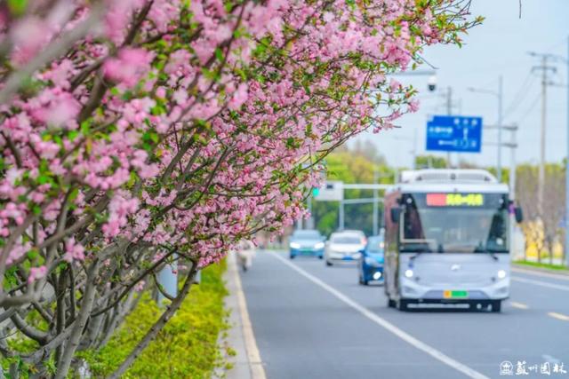 108 处点位！苏州海棠赏花地图出炉