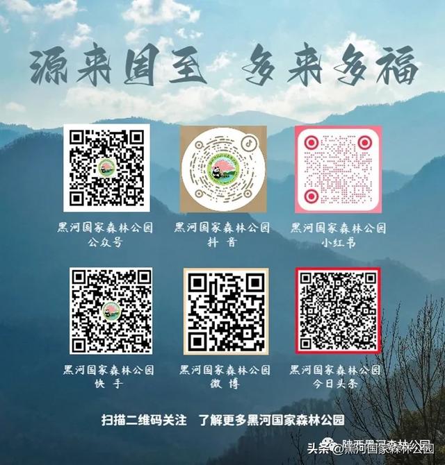 西安“热情”上热搜？么事！黑河国家森林公园让你感受山间清凉一“夏”