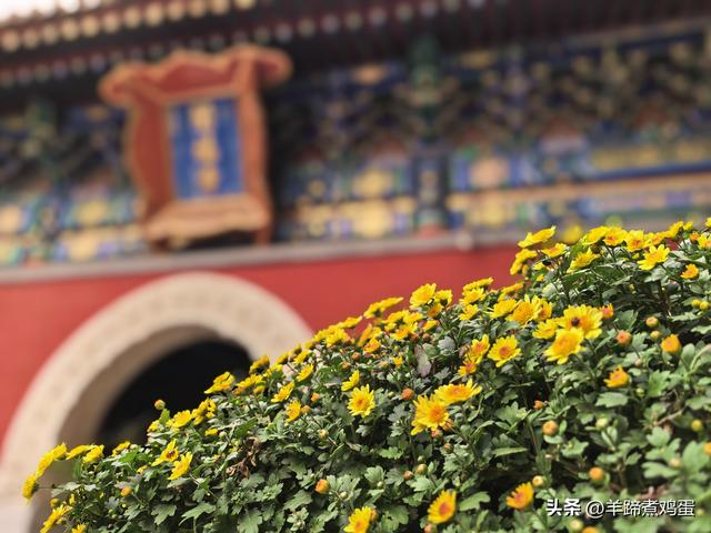 秋风独宠一园菊，晚来香艳出樊篱——北京北海公园2025年菊花展