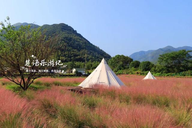 浙江宁波的山谷粉黛花海背山面溪，幽静而浪漫，周边景色更加迷人