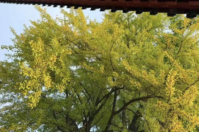 临沂孔庙银杏季打卡攻略！未来一个月这样玩~