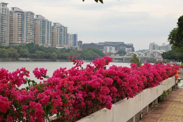 初冬“梅”好时光已至，惠城处处皆“花路”