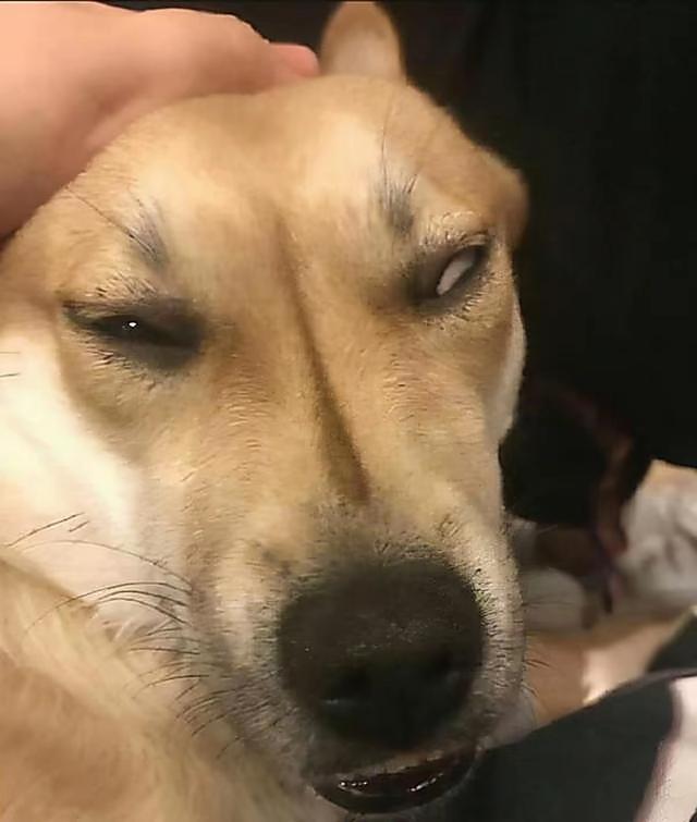 国产的犬种：最“名贵”的六种狗，你有养过吗？