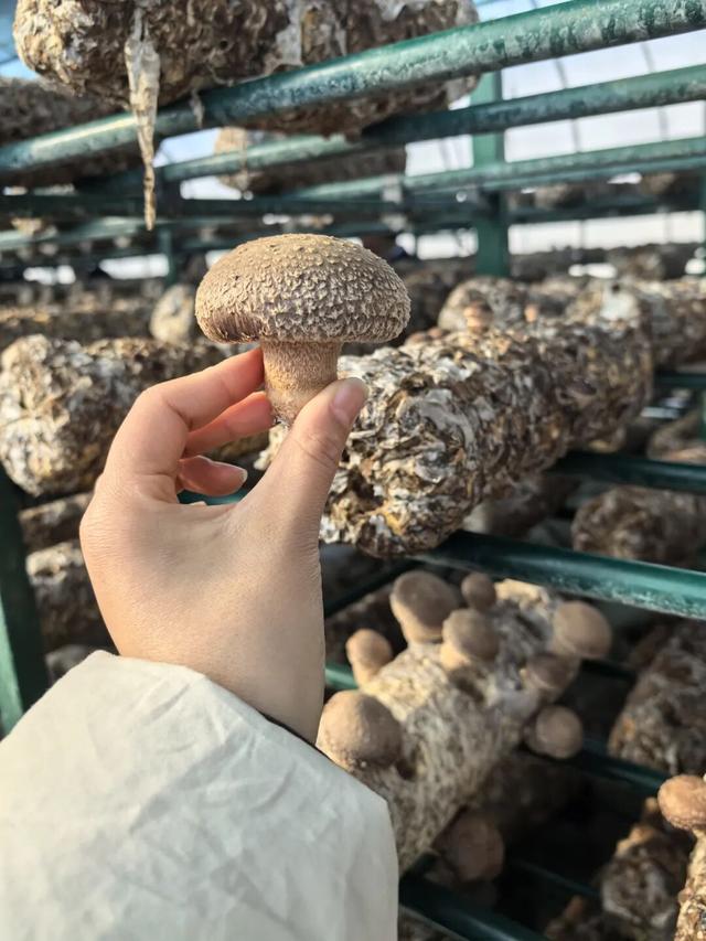 刚刚传来，颍东竟有这么多宝藏地？！今天，好多阜阳人都去了！直击现场......