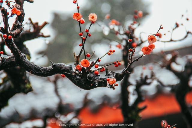 银色世界，雪中禅意：峨眉山的冬天美成了佛国仙境