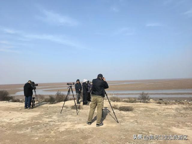 【黄河口生态旅游区】观鸟季 追光向海,赴一场黄河口的飞鸟之约!