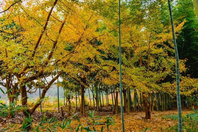 广东冬日封神路线！红叶燃秋、银杏铺金、禅钟洗心，12月出发正好