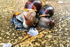 雨后遇到这种大蜗牛，别摸！ 别养！ 别吃！图片