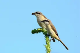 今日看图认鸟-挂尸狂魔伯劳图片