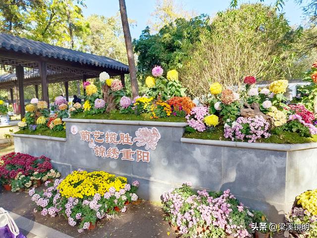 “中山秋韵，菊映盛世”，赏菊南京中山植物园（下）