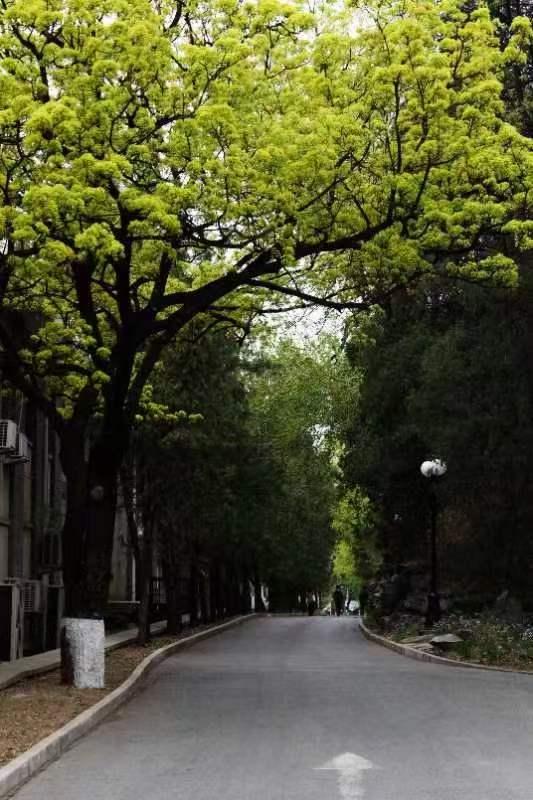 北大学子镜头中的燕园美景