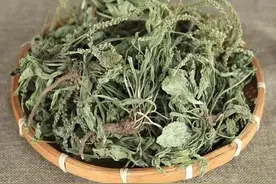 膀胱炎尿道炎前列腺炎？多是湿热引起！两味药，帮你排尽体内湿热图片