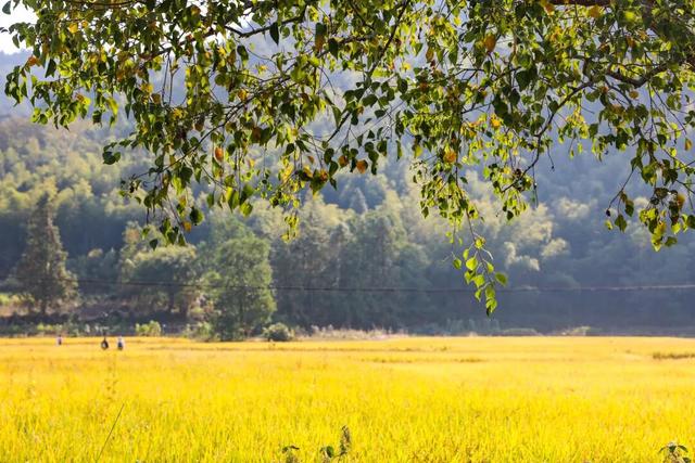 秋韵黟川·山水秘境颐养之旅 | 皖美秋日