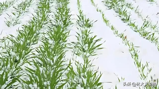 2026年春节在几九？过年到底冷不冷？早看心里有数，看老话咋说？