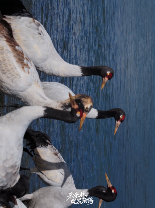 这个冬天，一定要来西藏看……