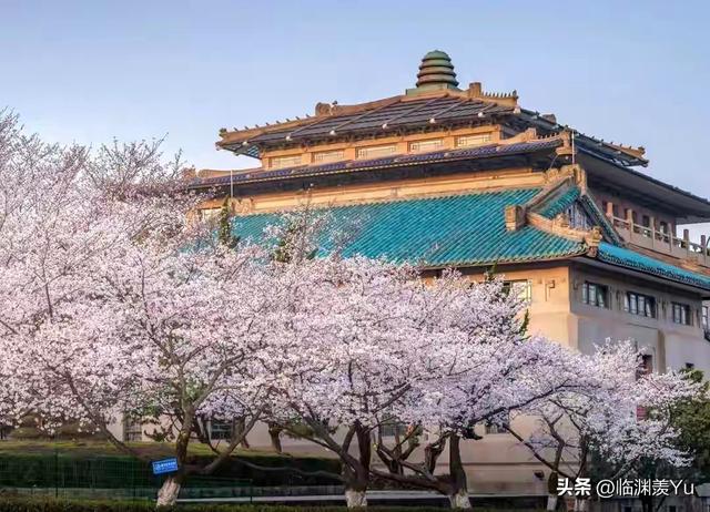 武大校园樱花的历史