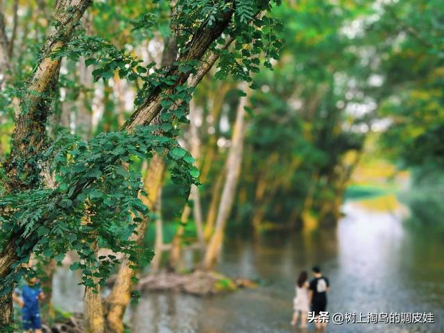 中国版绿野仙踪黄山湿地！假期结束了，新的生活即将开启了