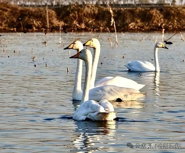 西安出发1.5小时，渭南北拾村上千只白天鹅在等你，内附详细攻略