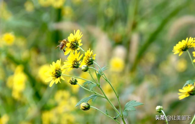 贵州贵阳乌当区百宜镇拐吉村的银杏树叶梯次金黄