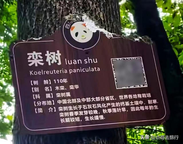 成都难得的清凉徒步胜地，在都江堰隔壁，不要门票，超级凉爽。