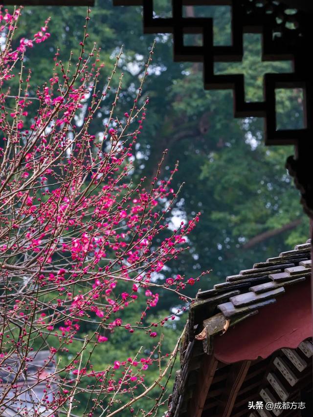 成都这波“梅”景太出片，错过再等一年~