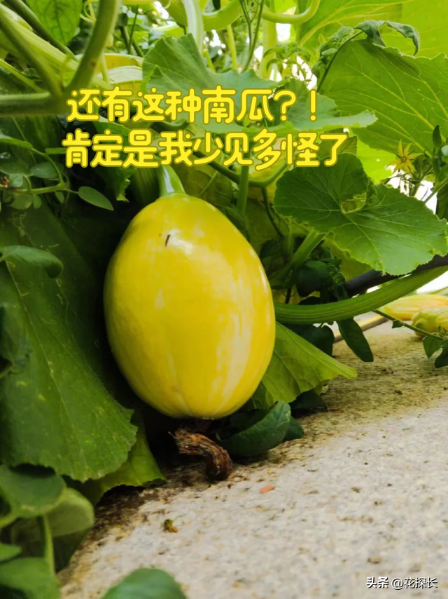 女子离家半个月，一院子南瓜“成了精”，网友：天呐，羡慕死了！