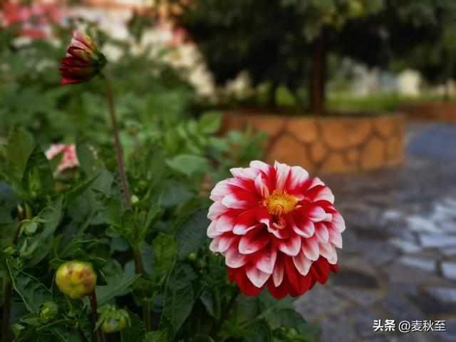 退休后，我靠这“三不”原则，把日子过成了诗