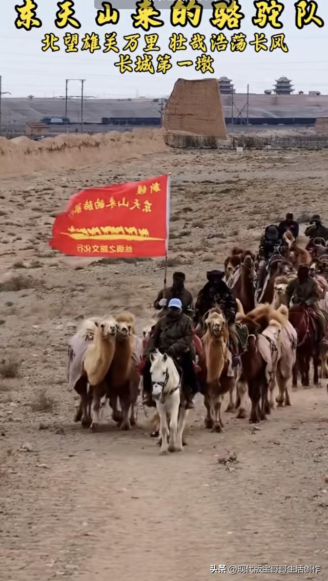 东天山来的骆驼队