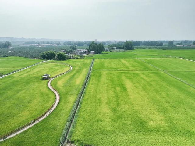 稻浪、长廊、观景台……新津宝藏乡村，“丰”景入画