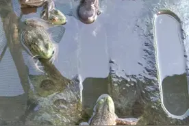 牛蛙肠胃炎损失过大，造成的损失大，这几点一定要注意！图片