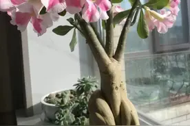 “养了5年的沙漠玫瑰，我全拔了”，当年岁月静好，如今不堪重负图片