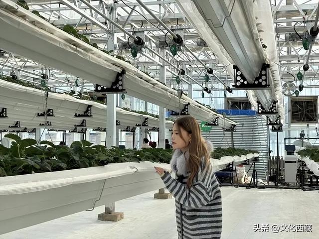 旅行达人都来了！拉萨这些地方，彻底藏不住了！