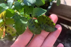 月季新叶发黑问题解析与应对策略图片